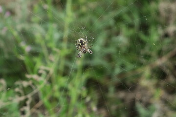 Araneus in the net