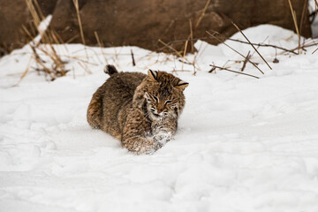 Bobcat (Lynx rufus) Pounces on Something in Snow Winter