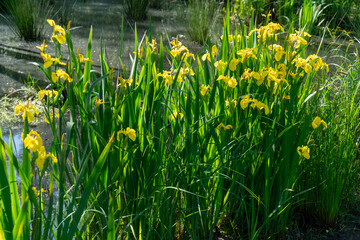 Gelbe Sumpf-Schwertlilie (Iris pseudacorus)