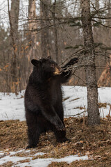 Black Bear (Ursus americanus) Stands Up to Paw at Branch Winter
