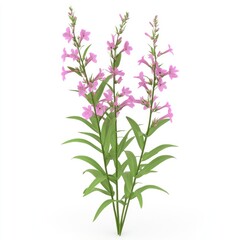 Three sprigs of delicate pink flowers against a pure white background.