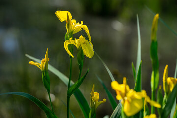Gelbe Sumpf-Schwertlilie (Iris pseudacorus)