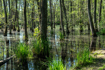 Obraz premium Überschwemmter Auwald im Frühling