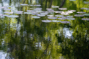Teich mit Seerosen