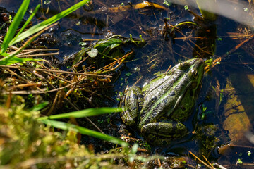 Wasserfrösche in einem Teich