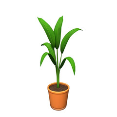 Vibrant green potted plant with broad leaves in terracotta pot, isolated on transparency background, exuding freshness and simplicity