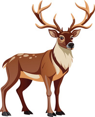 Reindeer