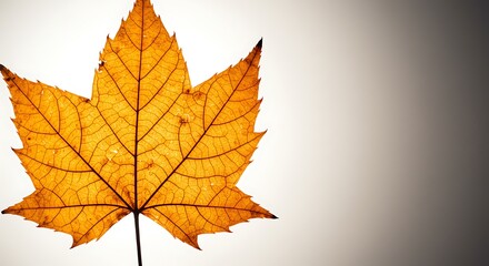 Fototapeta premium A single, vibrant golden-orange maple leaf, a quintessential emblem of autumn, is beautifully illuminated, causing its intricate network of veins to stand out in stark contrast. 