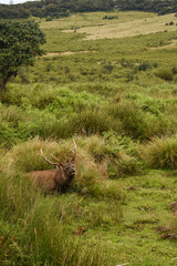 A Sambar Deer in the Horton Plains National Park, Sri Lanka.
