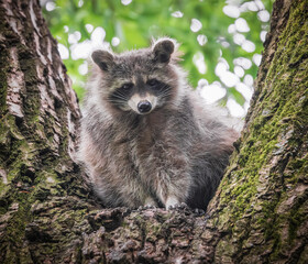 Naklejka premium cute raccoon in the tree 