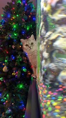 Obraz premium Charming Cat Observing Christmas Tree Decorations with Curiosity and Festive Delight