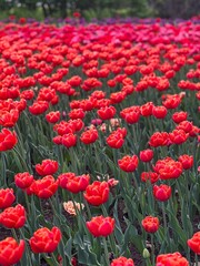 Vibrant Red Tulips in a Field A Stunning Floral Display for Spring and Summer Designs