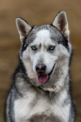 Sled Dog Sits Looking Out Ears Up