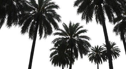 Palm Silhouette Serenade AI Generated