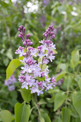 blooming blue lilac, awakening of nature in spring