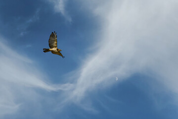 Broad-winged Hawk (Buteo platypterus) Soars in Cloud Filled Sky