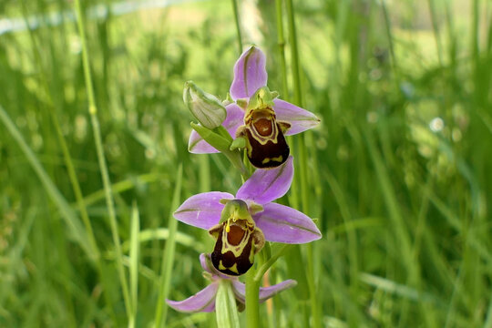 Close up of a Bee Orchid (Ophrys apifera) growing in tall grass at the roadside
