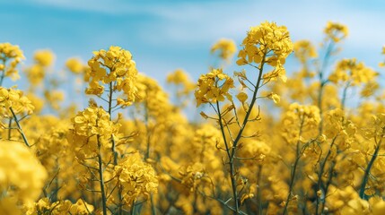 Obraz premium Vibrant yellow flowers in a sunny field.
