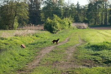 Dog is walking down a dirt road in a grassy field