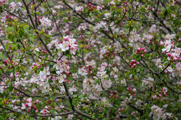 Fondo floral con ramos y flores de manzano