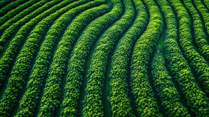 Aerial View Lush Green Mango Plantation Rows