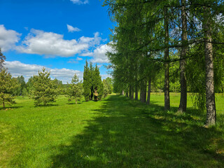 Woodland Tapestry Trees and Shrubs in Natural Forest Landscape