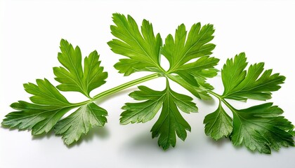 leaves of parsley isolated on white background
