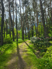 Woodland Tapestry Trees and Shrubs in Natural Forest Landscape
