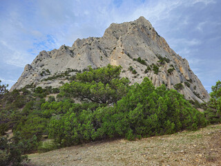 Juniper tree near a high cliff.