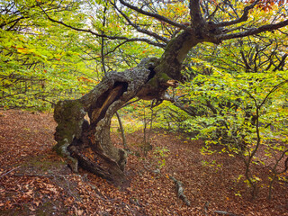 autumn forest. In the trees, the leaves are yellow color