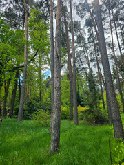 Fototapeta premium Woodland Tapestry Trees and Shrubs in Natural Forest Landscape