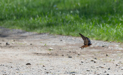 Barn Swallow gathering material for a nest
