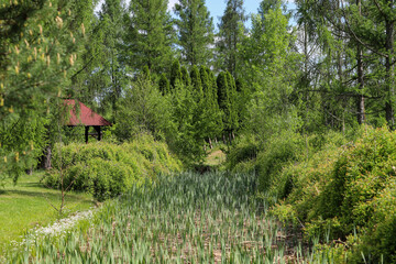 Woodland Tapestry Trees and Shrubs in Natural Forest Landscape