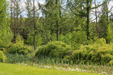 Woodland Tapestry Trees and Shrubs in Natural Forest Landscape