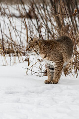 Bobcat (Lynx rufus) Stands Near Weeds Looking to Left Winter