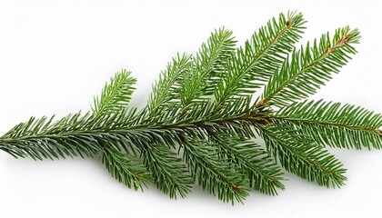 fir tree branch isolated on white