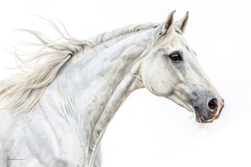 Obraz premium Stunning White Horse Portrait Against a Clean White Backdrop Generative AI