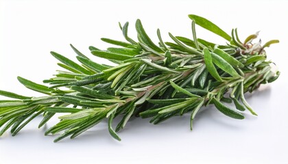 fresh rosemary isolated on a transparent background