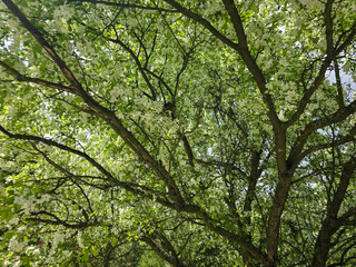 Spring Kaleidoscope Blooming Trees in Botanical Garden