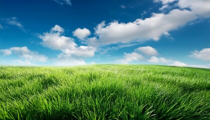 Fototapeta premium green grass and blue sky with clouds