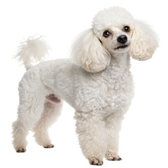 white toy poodle, isolated png transparent background