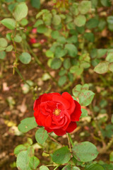 Garden Rose Flower in Hakgala Botanical Garden, Hakgala, Nuwara Eliya, Sri Lanka.