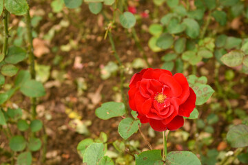 Garden Rose Flower in Hakgala Botanical Garden, Hakgala, Nuwara Eliya, Sri Lanka.