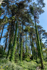 A vibrant forest scene with tall trees enveloped in green ivy and bathed in natural sunlight under a clear blue sky, evoking a serene and refreshing mood