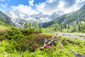 Wunderschöne Berglandschaft mit Alpenrosen und Gletscher im Zillertal
