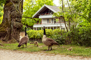 Canada geese in Brentano Park in Frankfurt-Roedelheim