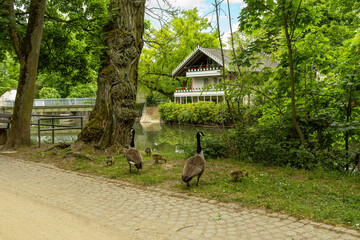Canada geese in Brentano Park in Frankfurt-Roedelheim