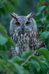 Obraz premium Regal owl perched in lush foliage with sharp eyes at dusk 