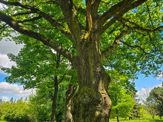 Majestic Tree with Lush Canopy Symbol of Nature's Power and Harmony