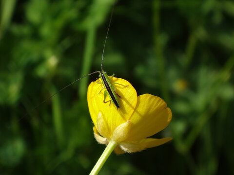 Long winged cone-head (Conocephalus fuscus), bush-cricket nymph on a creeping buttercup flower